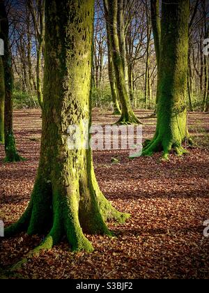 Moss coperto alberi di faggio in autunno nel nuovo Forest Hampshire Regno Unito