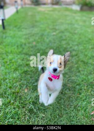 Sheltie cucciolo running Foto Stock