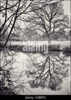 Albero invernale riflesso in un fiume. Immagine monocromatica con toni. Credito fotografico - ©️ COLIN HOSKINS. Foto Stock