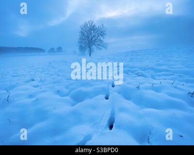 Fox tracce che attraversano la neve profonda oltre una silhouette di albero all'orizzonte, la mattina presto Foto Stock