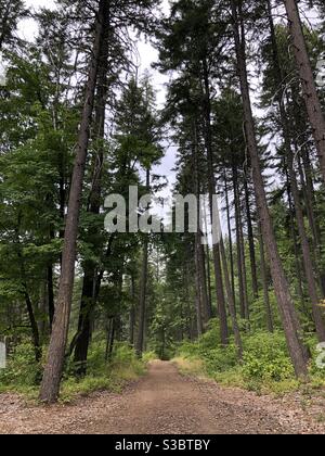 Percorso sterrato attraverso la lussureggiante foresta vicino al fiume Hood oregon Foto Stock