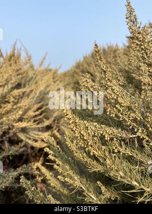 Sagebrush Foto Stock