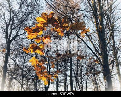 Alcune foglie dorate sono rimaste su un albero di castagno in una giornata invernale. Foto Stock