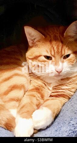 Foto ritratto di bell'ambra, zenzero o arancio turco Van nudo gatto maschio domestico o americano shorthair compagno interno con splendidi occhi color ambra, viso bianco, petto e zampe Foto Stock