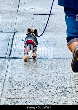 Scarponi da neve su un simpatico cane che cammina la sua persona a New York City. Foto Stock