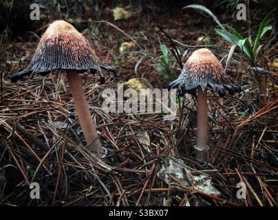 Shaggy Ink Cap funghi (Coprinus comatus), Catalogna, Spagna. Foto Stock