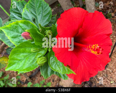 Un fiore e boccioli di hibiscus rosso scarlatto Foto Stock