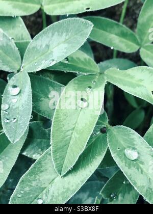 Gocce d'acqua sulle foglie di trifoglio Foto Stock