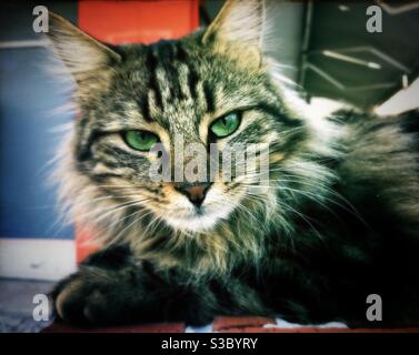Primo piano di un gatto tabby russo sgombro anche Conosciuto come gatto norvegese Foto Stock
