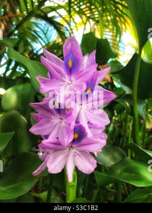 Acqua giacinto Fiore ad Antigua Foto Stock