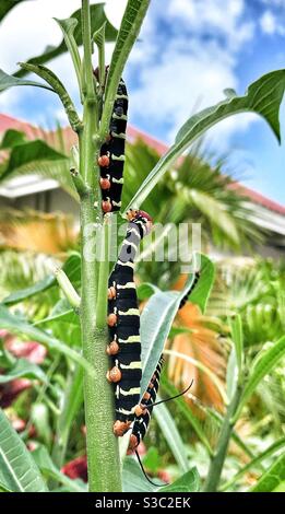 Pseudosphinx Caterpillar che alimenta lo stabilimento di Frangipani nei Caraibi, noto anche come Rasta Caterpillar o Frangipani Hornworm. Si trasforma in una grande falena marrone Foto Stock