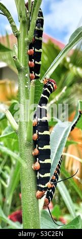 Pseudosphinx Caterpillar che alimenta lo stabilimento di Frangipani nei Caraibi, noto anche come Rasta Caterpillar o Frangipani Hornworm. Si trasforma in una grande falena marrone Foto Stock