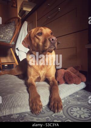 Un cane labrador Retriever che si trova sul letto di casa solo in attesa che il suo padrone torni dal lavoro Foto Stock