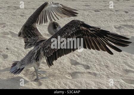 Ali di essiccazione Pelican sulla spiaggia di Pompano, Florida. Foto Stock