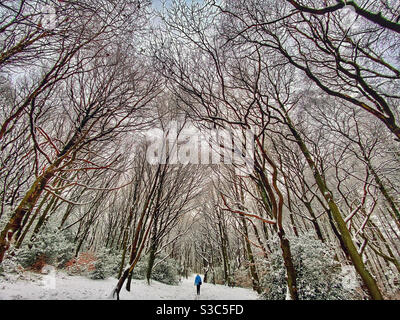 Donna che cammina da sola attraverso il viale innevato di alberi a. Rivington vicino a Chorley nel Lancashire Foto Stock