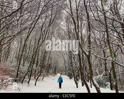 Donna che cammina da sola attraverso il viale innevato di alberi a. Rivington vicino a Chorley nel Lancashire Foto Stock