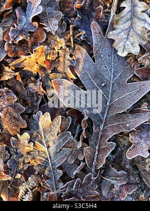 Foglie gelate caduto in una fredda mattina d'inverno Foto Stock