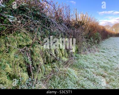 Antico muschio coperto di pietra a secco muro che forma il bordo di Un campo di campagna in Somerset Inghilterra su un freddo e. mattina d'inverno croccante Foto Stock