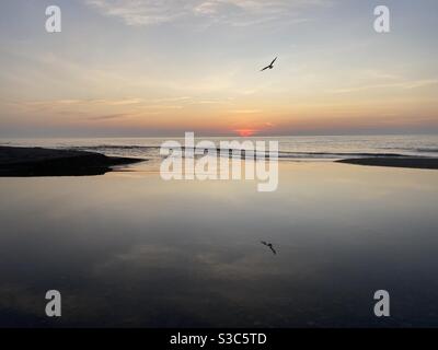 Il gabbiano solcato vola sul lago all'alba Foto Stock