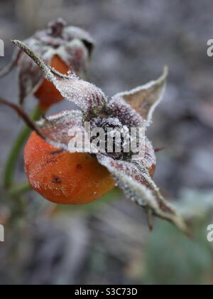 Arancio Rosa anca congelato nel tempo in ghiaccio invernale Foto Stock