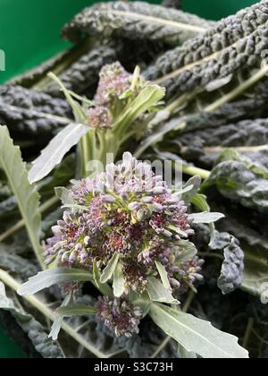 Broccoli purpurpuri e kale appena raccolti da un inverno giardino a Dublino Irlanda Foto Stock