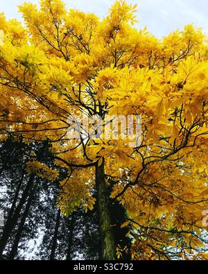 Alla bellezza della natura Foto Stock