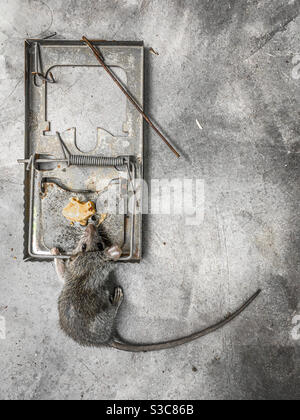 Dead Rat in una molla metallica trappola innescata con burro di arachidi sul pavimento di cemento. Nessun branding. Foto Stock