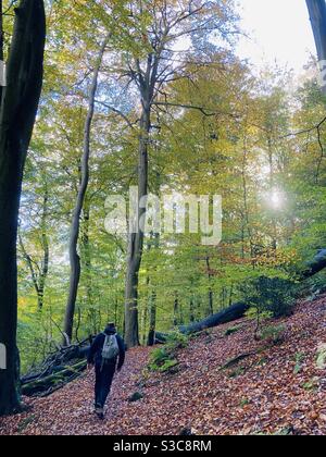 Passeggiata nel bosco - Alderley Edge Cheshire Foto Stock