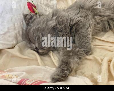 Gattino persiano blu di 3 mesi che dormiva a letto. Foto Stock