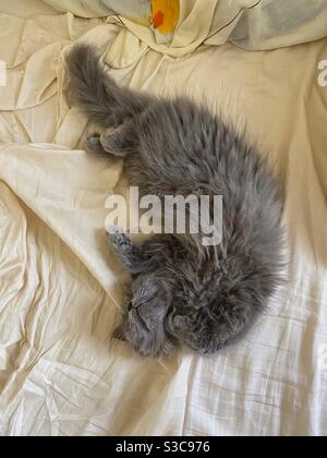 Gattino persiano blu di 3 mesi dormendo su lenzuola beige. Foto Stock