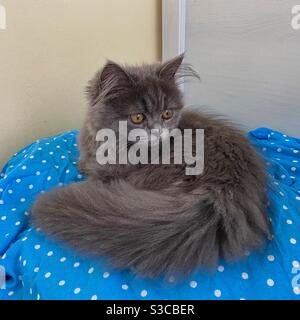 Gattino persiano blu di 3 mesi seduto su un cuscino blu. Foto Stock