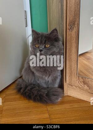 Gattino persiano blu con occhi gialli di 4 mesi seduto su un pavimento di legno. Foto Stock