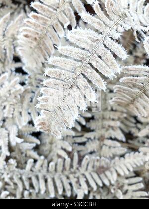 I fronti congelati di ghiaccio copriva foglie di felce in un sfondo natura invernale con spazio copia Foto Stock