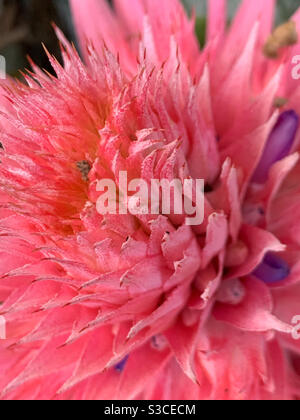 Macro di uno splendido fiore rosa di Bromeliad, Aechmea fasciata, con molti petali dall'aspetto spiky Foto Stock