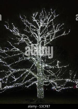 Albero coperto di luci fairy Foto Stock