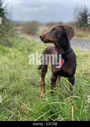 Cucciolo di Doberman marrone Foto Stock