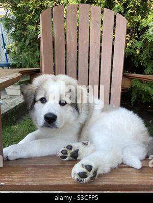 Carino cucciolo dei grandi Pirenei seduto su una sedia Muskoka Foto Stock