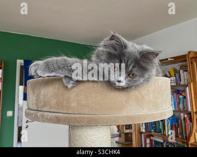 Gattino persiano blu di 3 mesi che guarda verso il basso dalla cima di un albero di gatto. Foto Stock