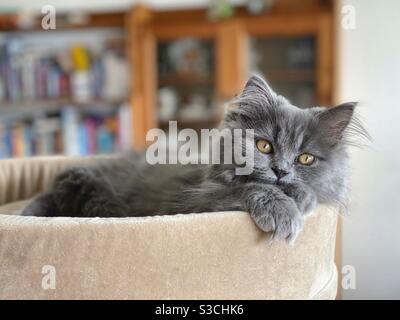 Gattino persiano blu di 4 mesi che riposa sulla cima di un albero di gatto. Foto Stock