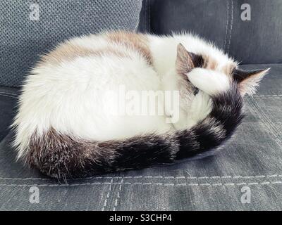 Coda di gatto arricciata Foto stock - Alamy