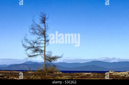 Rathtrevor Beach Provincial Park, Vancouver Island Foto Stock