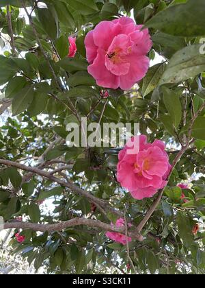 Arbusto di camelia rosa in piena fioritura Foto Stock
