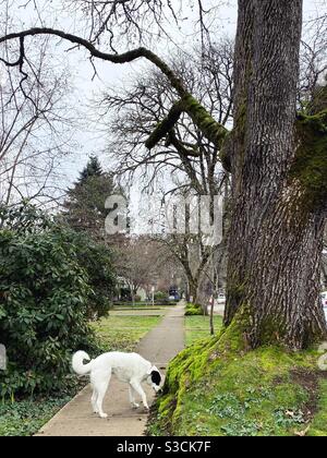 Un cane bianco grande sotto un albero. Foto Stock