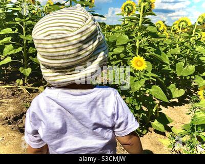 Bambini che visitano un enorme campo di girasole in Canada🌻 Foto Stock