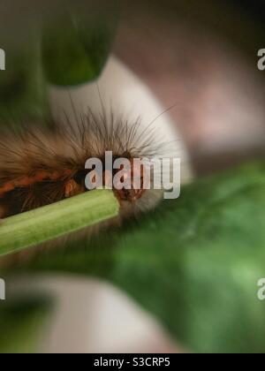 Caterpillar foglia mangiare Foto Stock