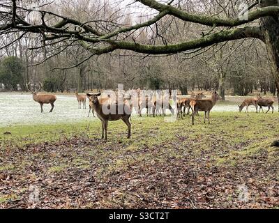 Cervo a Wollaton Park, Nottingham, Regno Unito Foto Stock