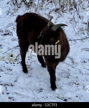 Capre nella neve. Bristol Foto Stock