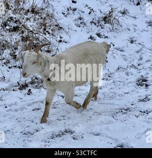 Capra nella neve. Bristol Foto Stock