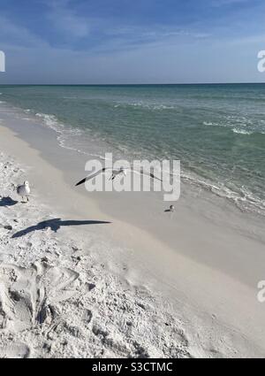 Seagull volare e stare in piedi sulla spiaggia di sabbia bianca Florida con Vista sulle acque color smeraldo del Golfo del Messico Foto Stock