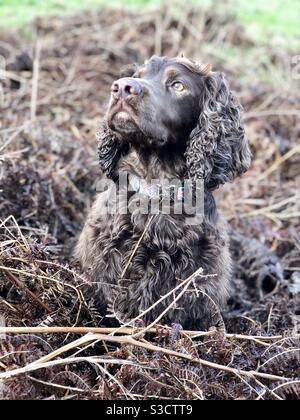 Lavoro cocker spaniel seduta in felce Foto Stock